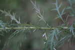 Field thistle